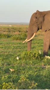 Afrika Safarisi