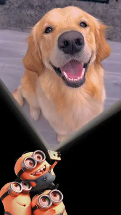 minions wp