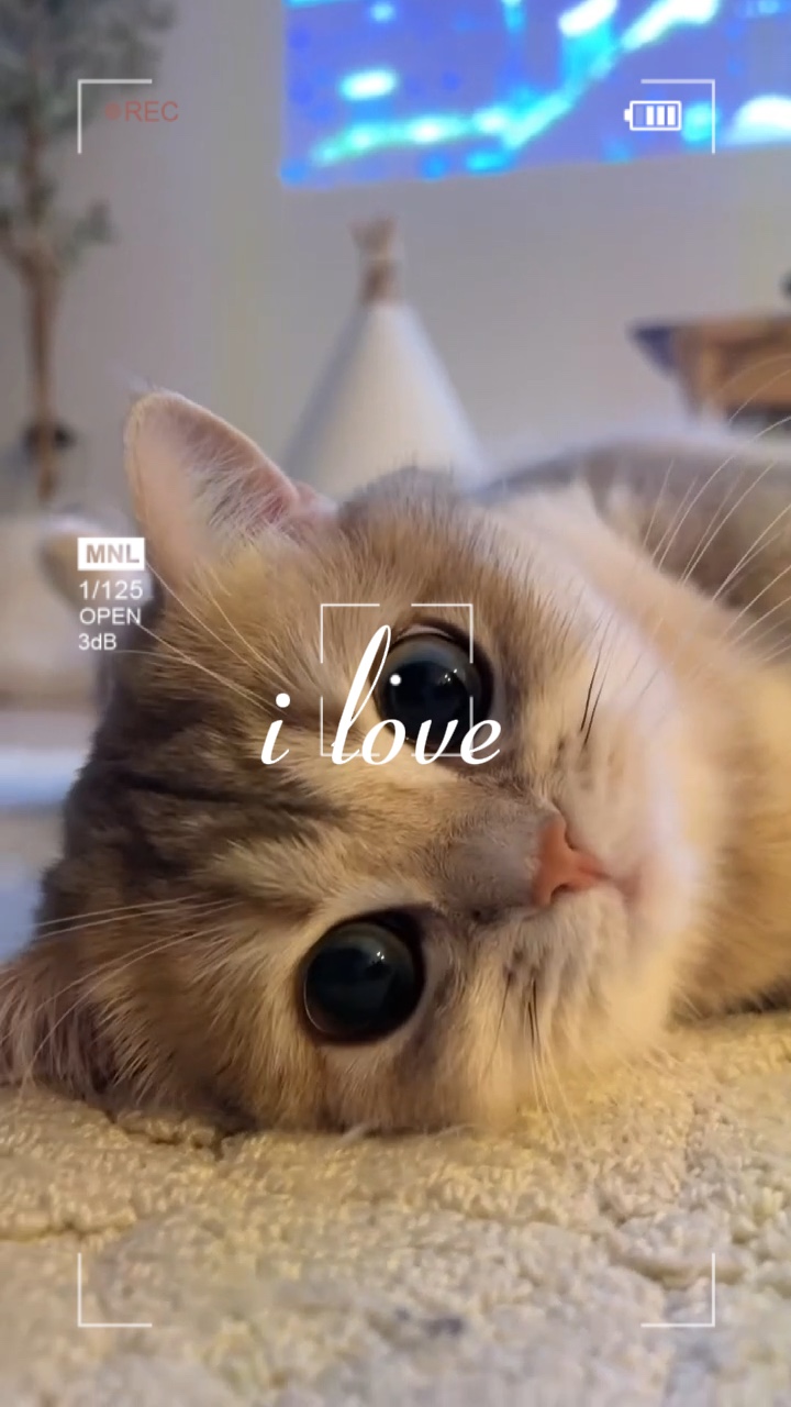 Eu amo gatos