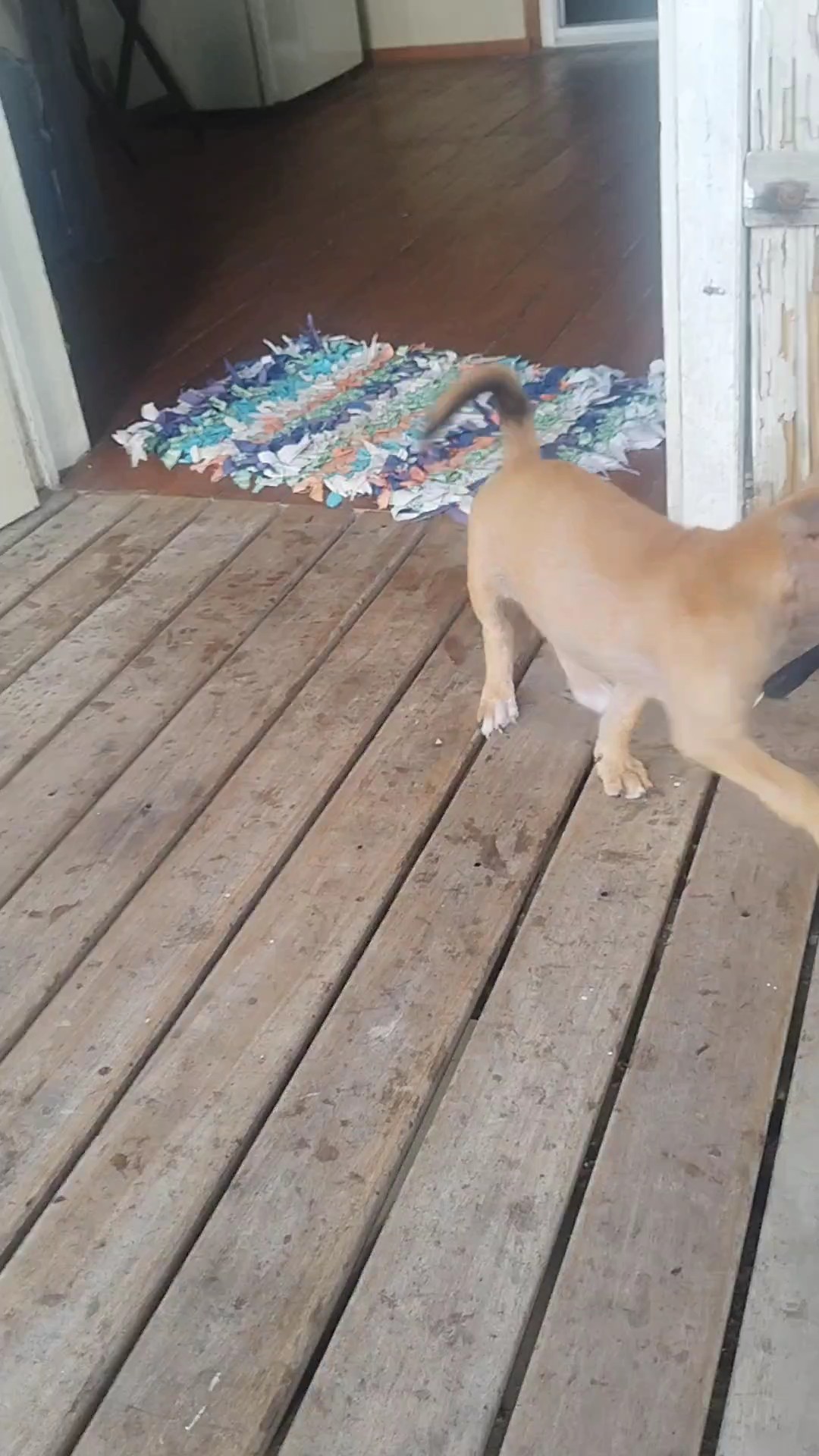 Lärmender Hund
