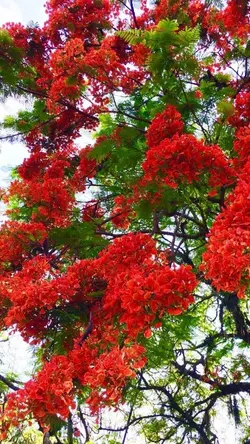 TUỔI HỌC TRÒ