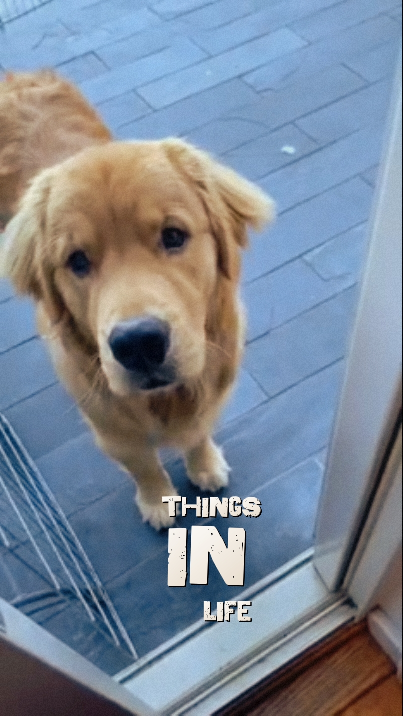 Amante de cães
