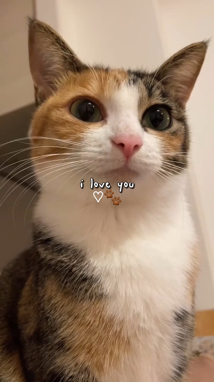 saya mencintai kucing saya