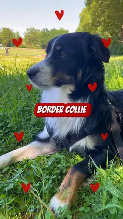 Pretty Border Collie