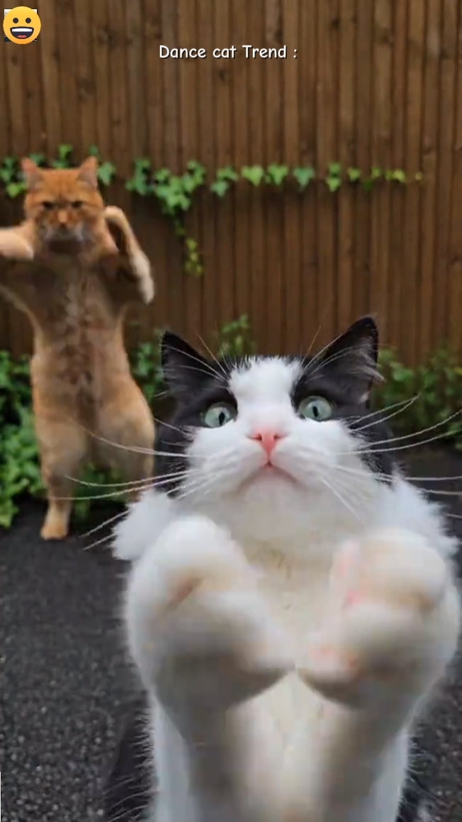 Dance cat Trend 
