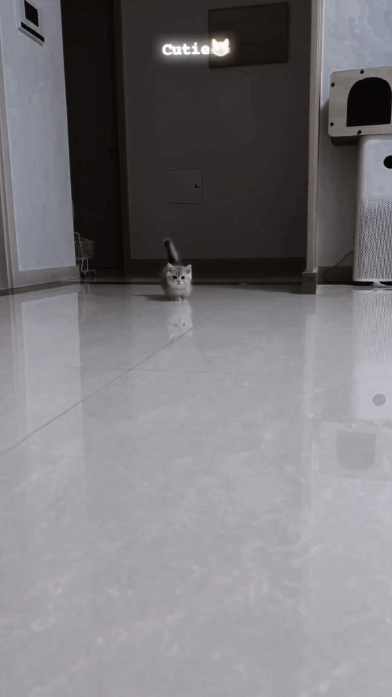 cute cat