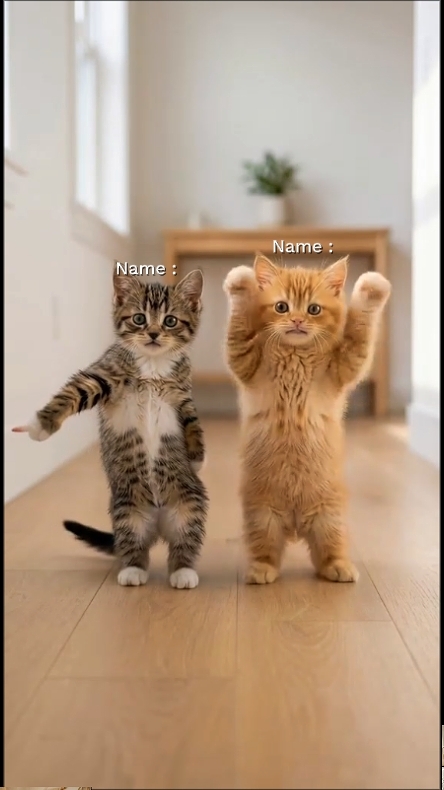 Cute Cat . Trend