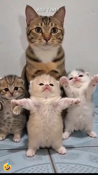 Dance Cat Trend