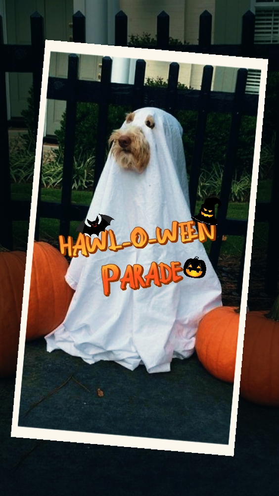 halloween pet