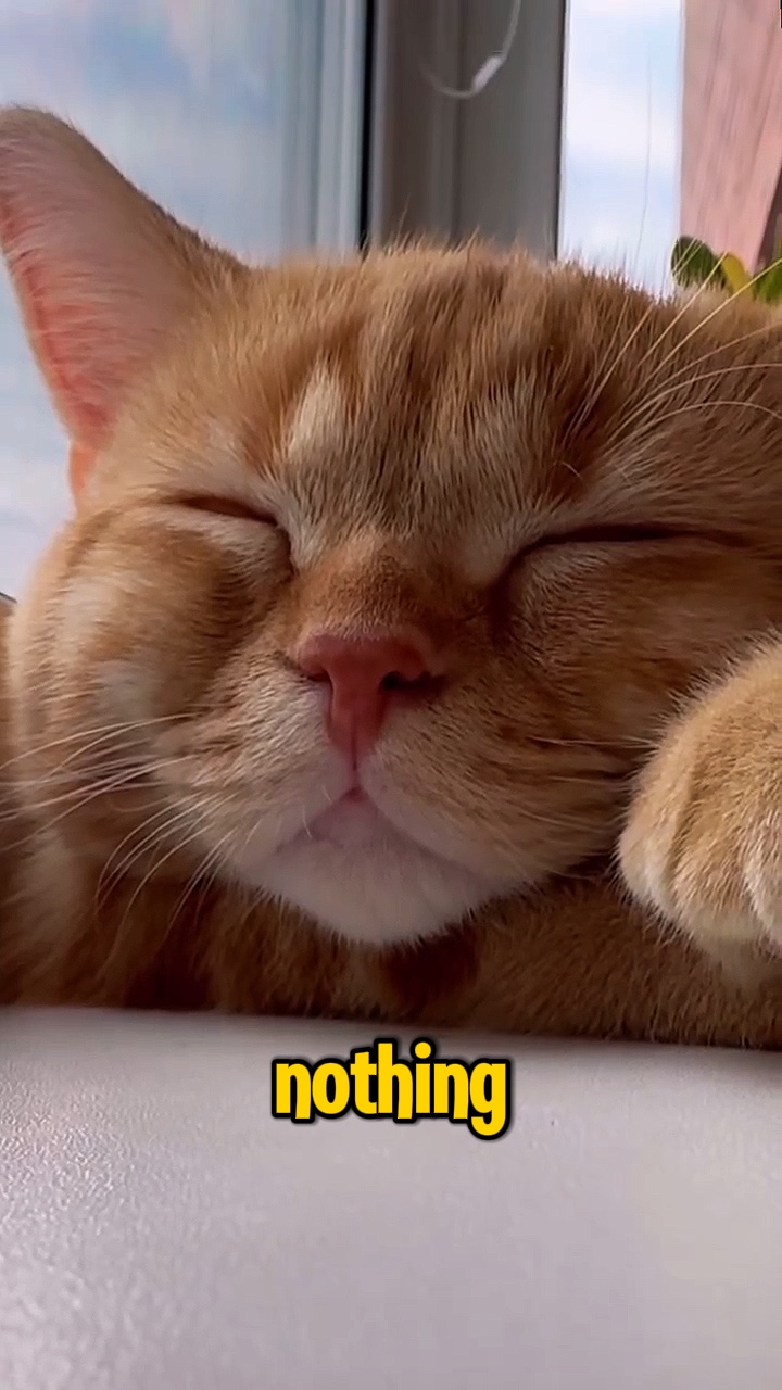 고양이 루틴