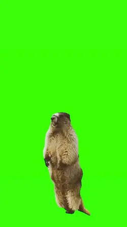 Marmot Scream 