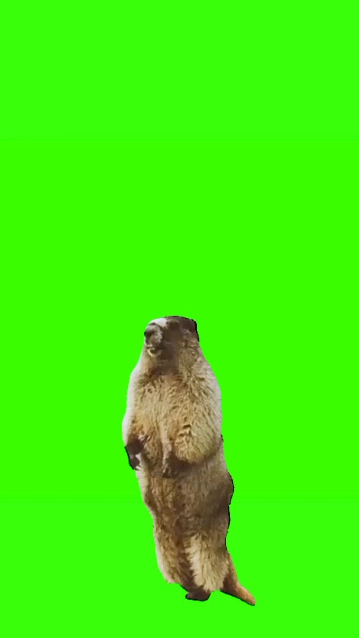 Grito de marmota 