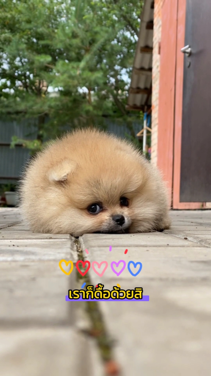ปะป๊าก็ว่าหนู