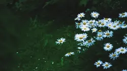 aesthetic