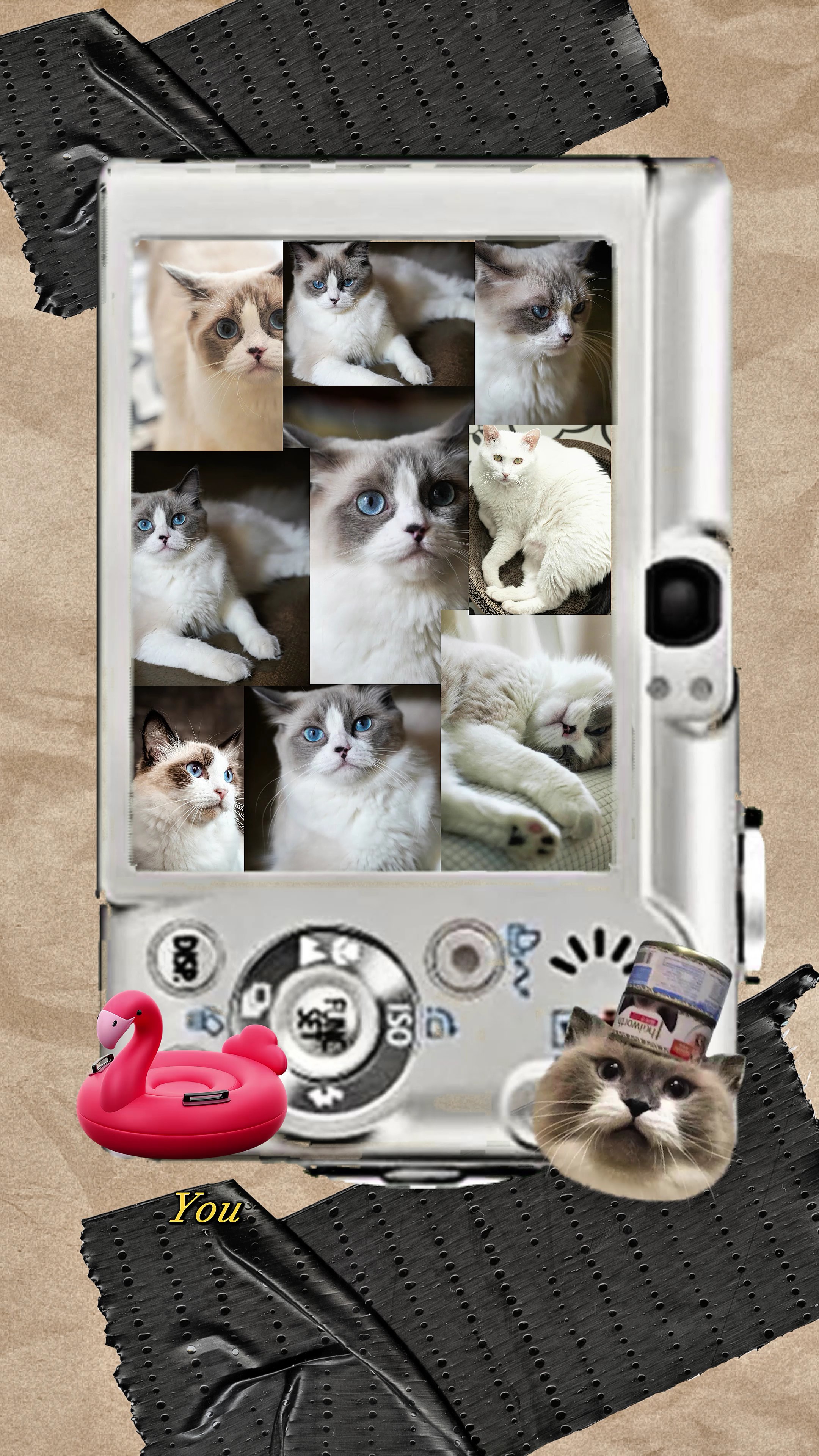Cover Picture