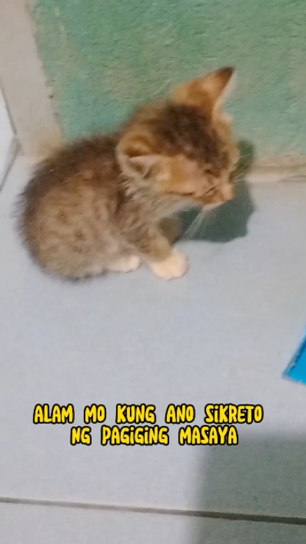 Kontento Ks
