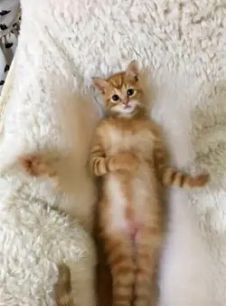 Moving ai cat🎞️