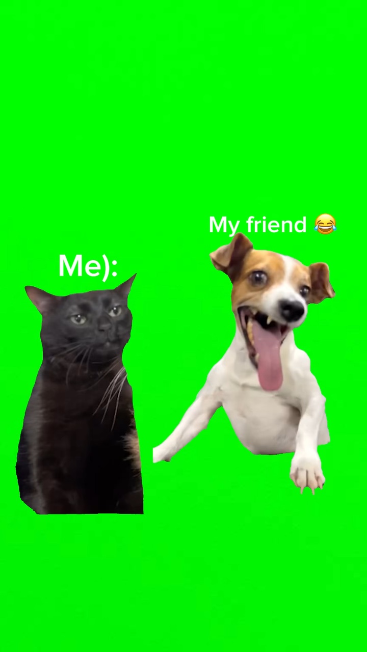 Dong & Cat memes gratis