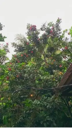 Fruits
