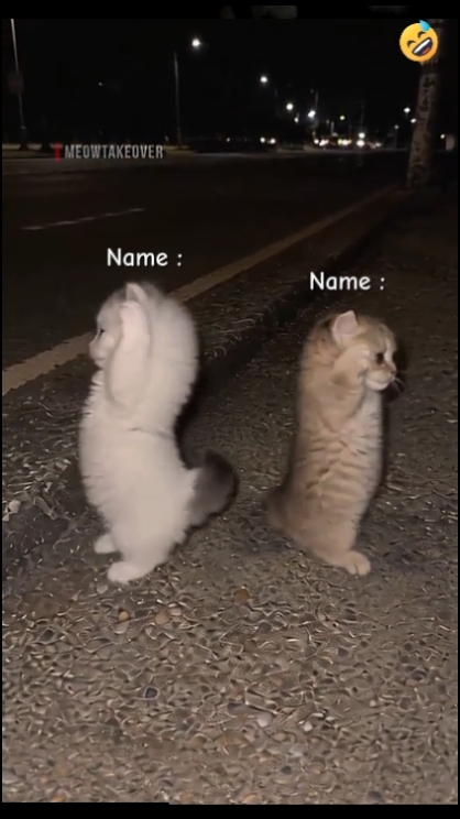 sevimli kedi