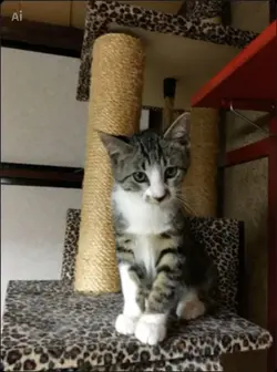 京武装猫の舞