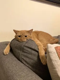 sound kucing viral