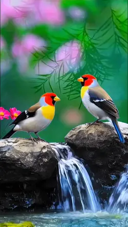 Love bird
