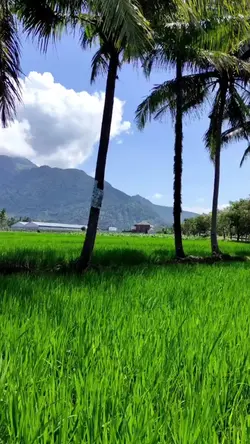 Mentahan Video
