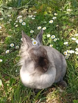 Mon lapin 😍