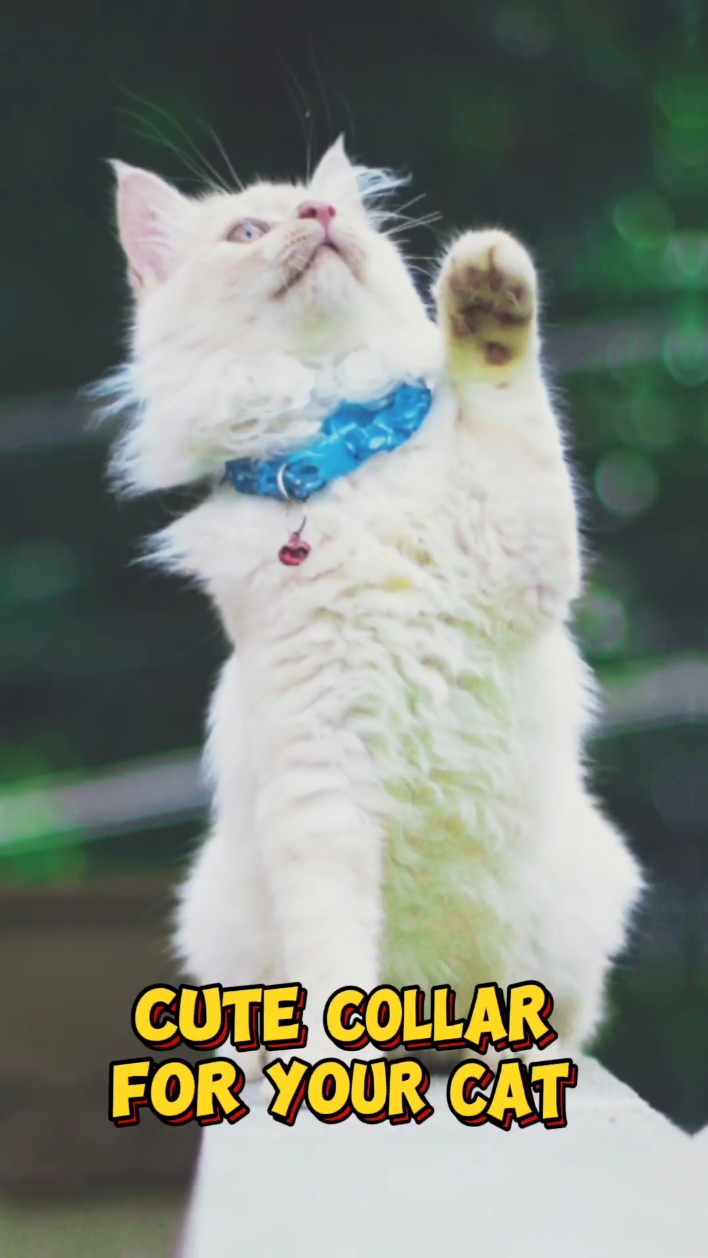 Promosyon ng Cat Collar sa Panimulang Estilo ng Tiktok 