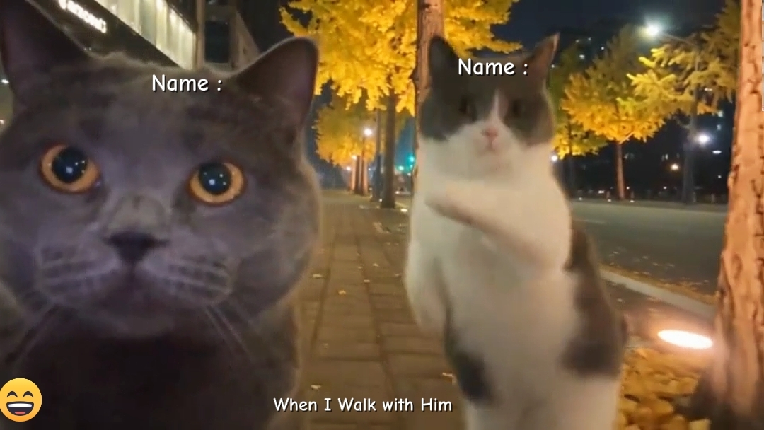 Tanzkatze Trend 