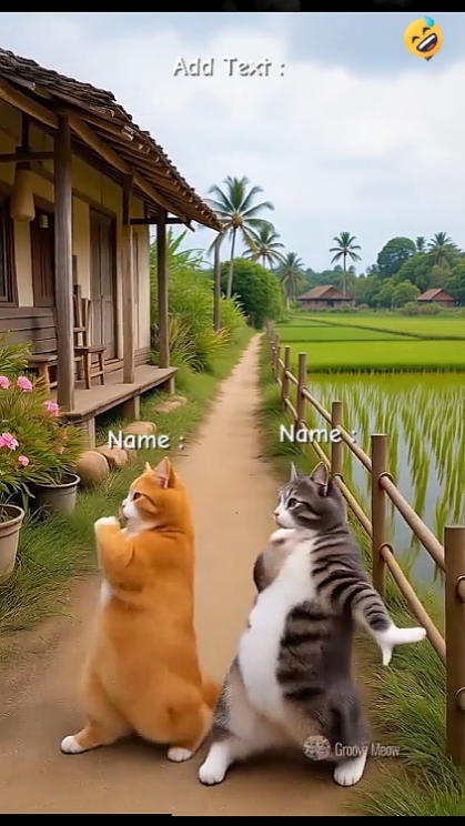 Dance Cat Cute