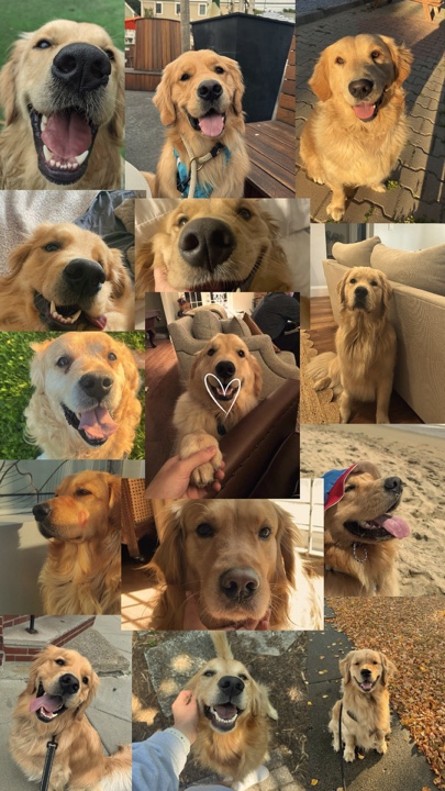 My dog