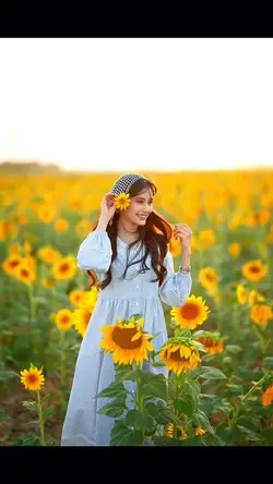 گل آفتابگردون🌻