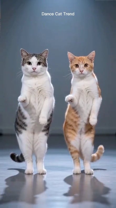 Gato de baile divertido 