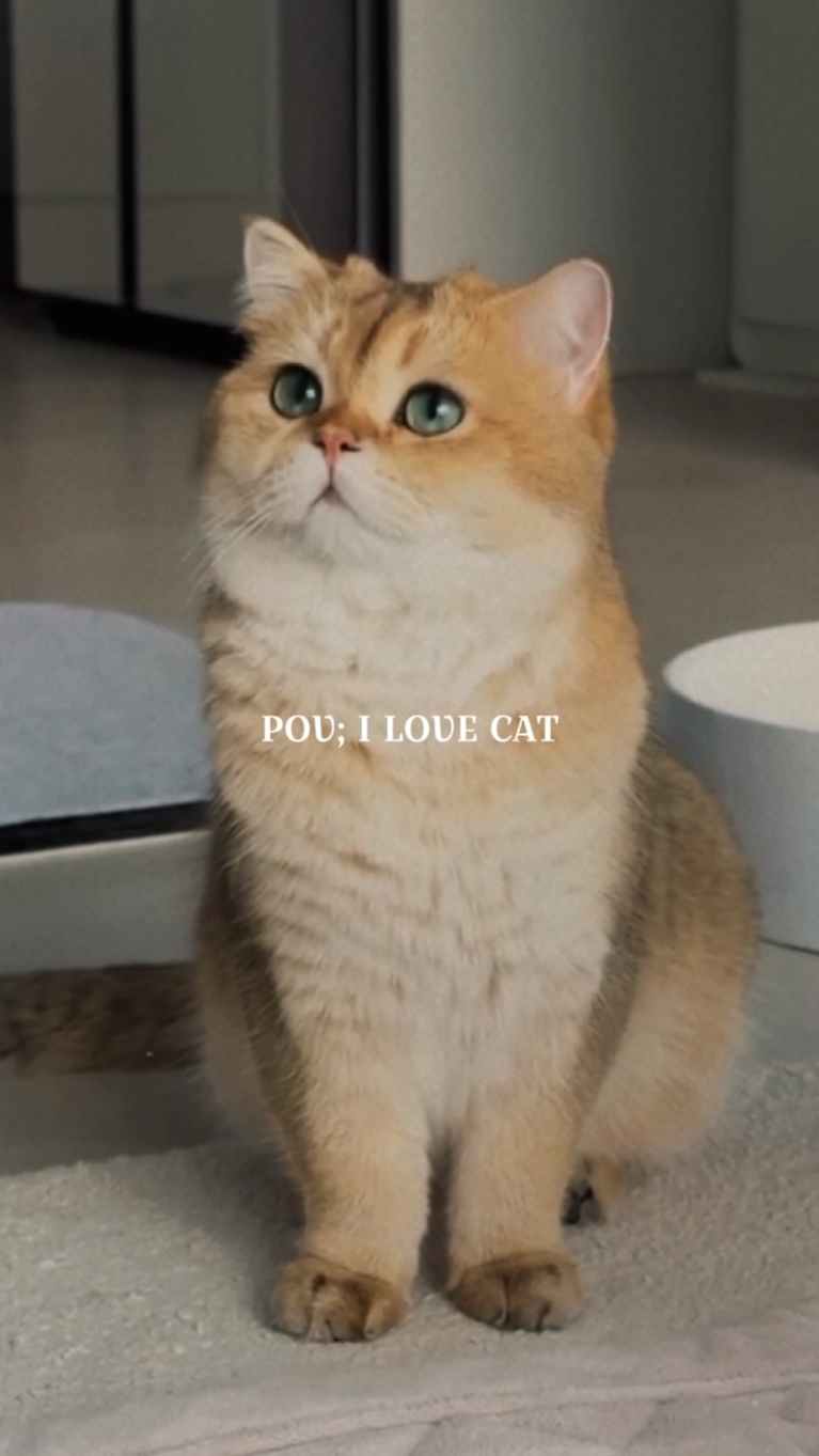 Ich liebe Katze