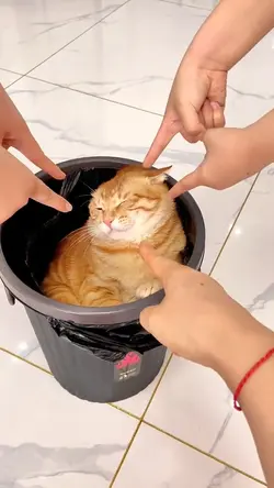 orange cat behavior