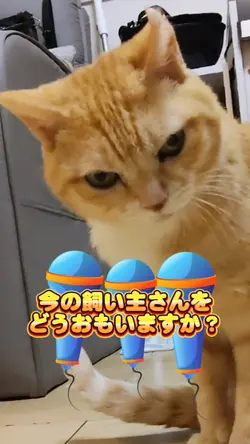 ねこさんインタビュー