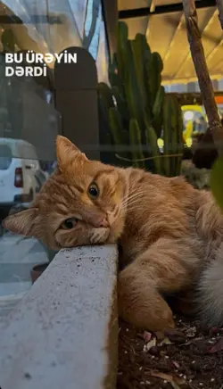 Yeni Şablon