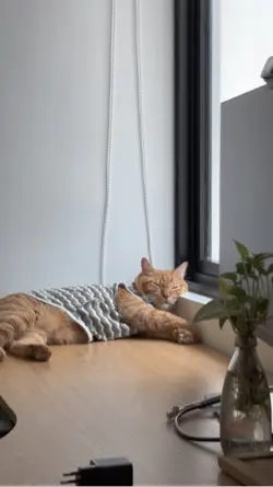 Cat healing