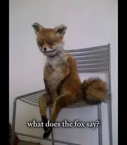 What does fox say 🤨🤨