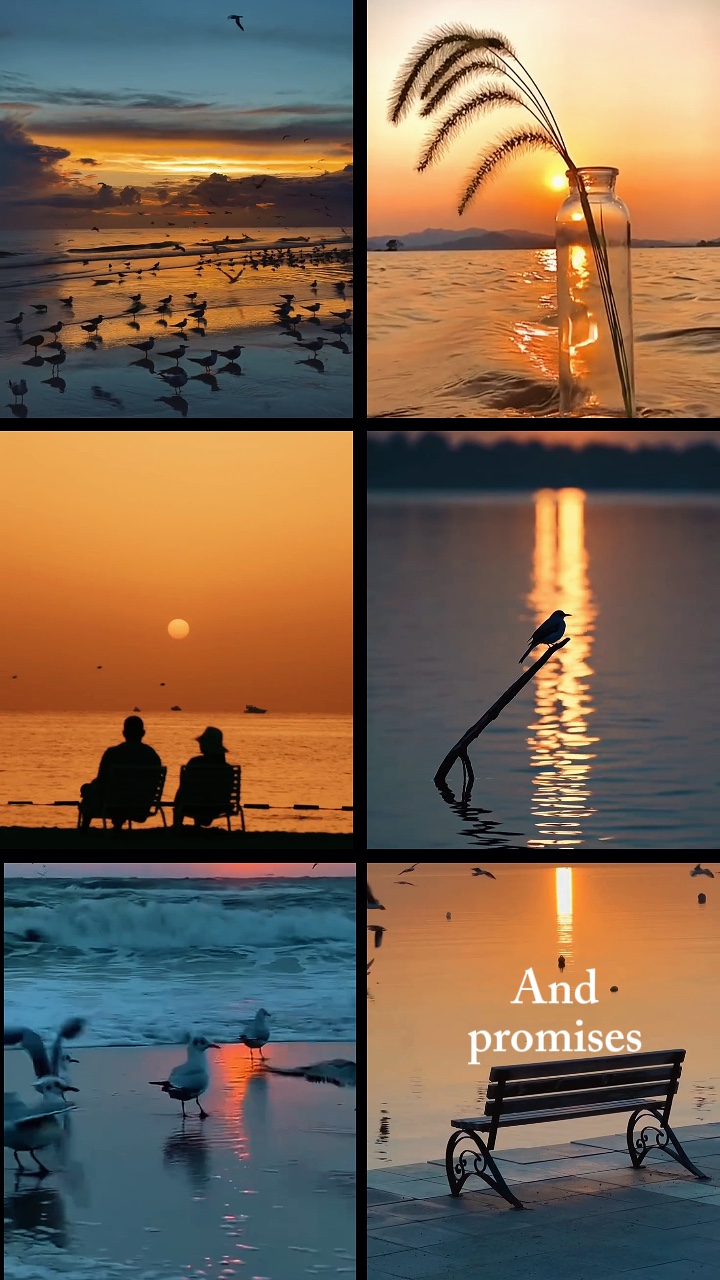 Pájaros y puesta de sol