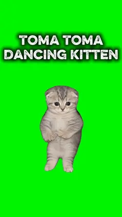 Toma Toma Kitten