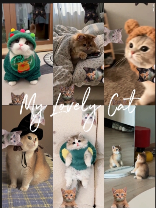 Feliz dia do gato