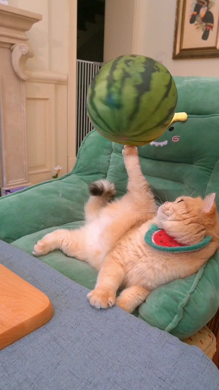 kucing semangka