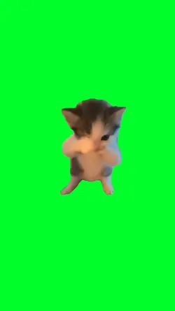 Scuba cat