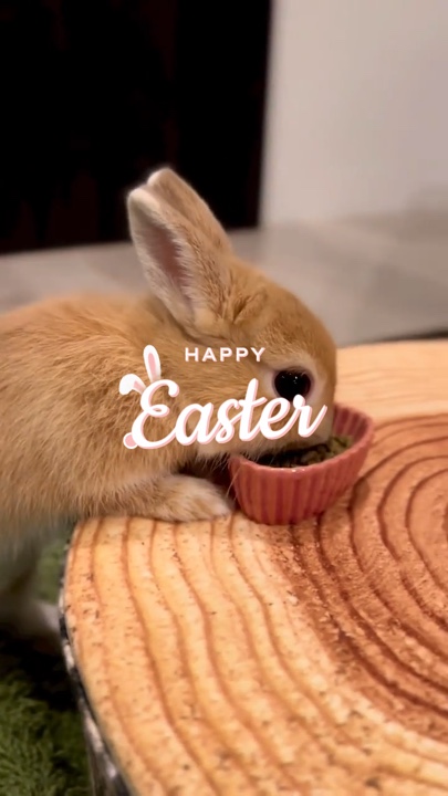 Happy easter 