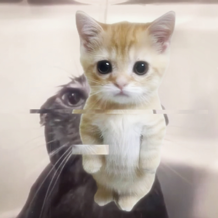 Cat Edit 