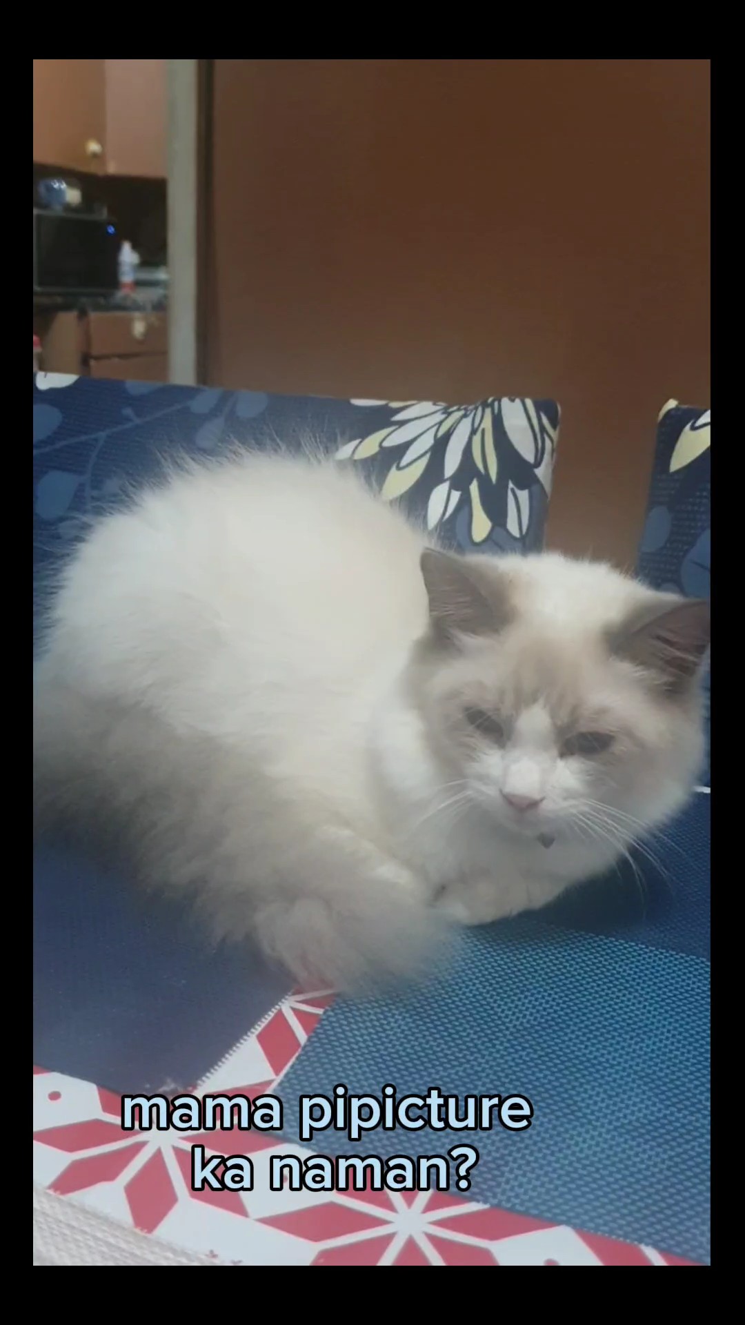 Pet memes