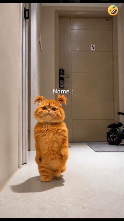 Gato Divertido